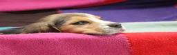 Beagle honden te koop: Beagle pups met stamboom  - Advertentie 4