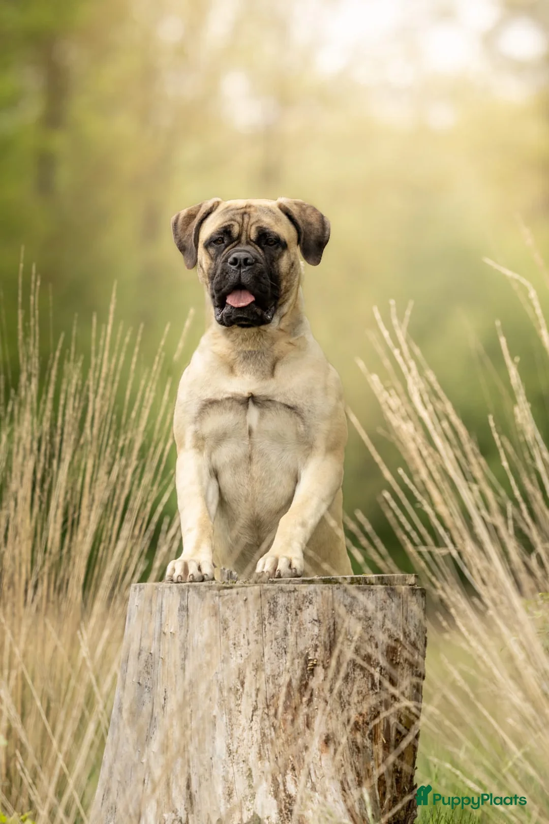 Galerij afbeelding {{count}}