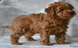 Poedel Toy honden te koop: Te koop Toy Poedels met FCI stamboom in Alblasserdam - Afbeelding 8
