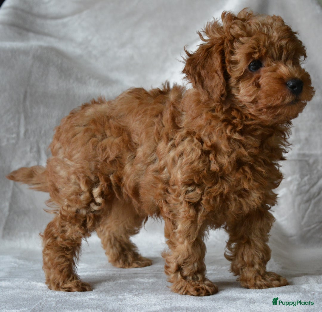 Poedel Toy honden te koop: Te koop Toy Poedels met FCI stamboom in Alblasserdam - Afbeelding 8
