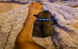 Rhodesian Ridgeback honden te koop: Rhodesian Ridgeback pups+stamboom 2reutjes 8weken  in Wierden - Afbeelding 34