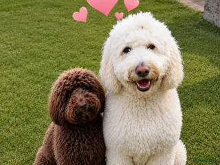 Goldendoodle honden Goldendoodle pups medium - Advertentie 2