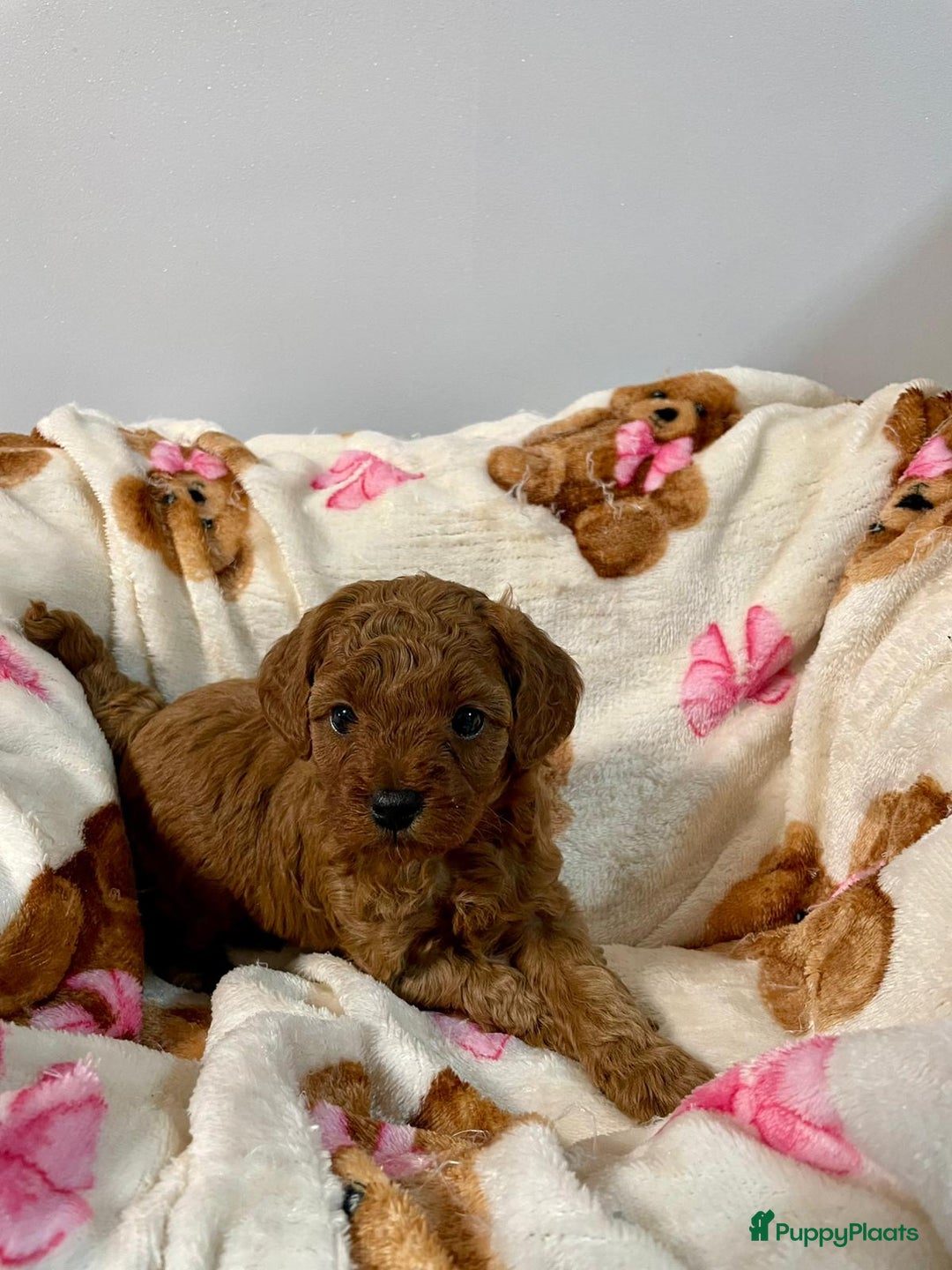 Poedel Toy honden te koop: 4 Prachtige Toy poedel teefjes - Advertentie 10