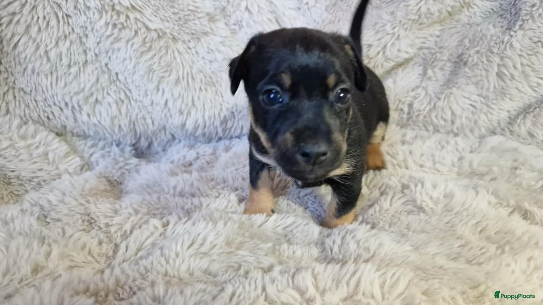 Jack Russel Terriër honden te koop: Super mooie jack russel pups - Advertentie 5