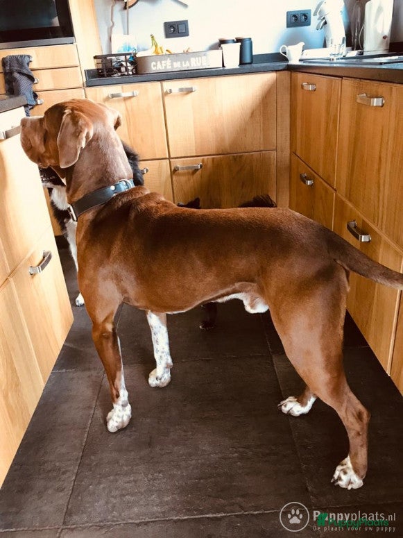 Kruising honden Bordeauxdog Dalmatiër in Nijkerk - Advertentie 2