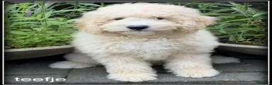Labradoodle 2