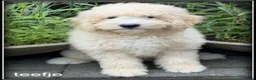 Labradoodle honden te koop: Labradoodle pups. +/- 45 cm - Advertentie 4