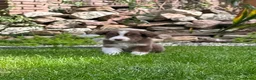 Australian Shepherd honden te koop: Aussie pups - Advertentie 9
