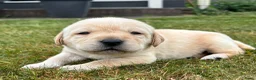 Labrador Retriever honden te koop: Prachtige Blonde Labrador Pups🐾 in Sint-Oedenrode - Advertentie 5