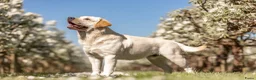 Labrador Retriever honden ter dekking: Manser Club Born to Win - Advertentie 4