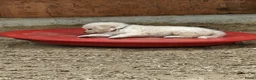 Kuvasz honden te koop: **Bijzondere Kuvasz pups uit een droomcombinatie** - Advertentie 26