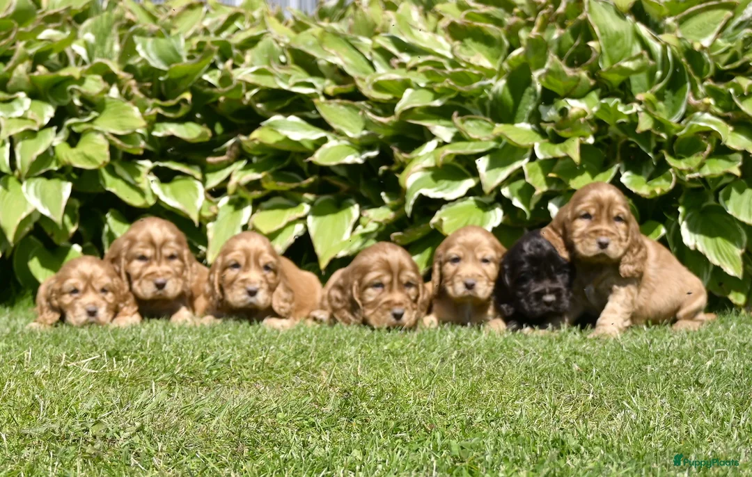 Engelse Cocker Spaniel honden te koop: Speelse Engelse Cocker Spaniel pups - Advertentie 1