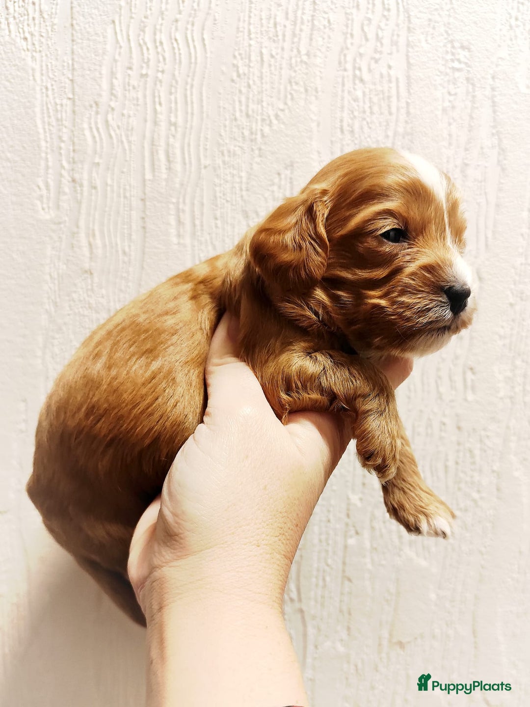 Cavapoo honden te koop: Prachtige cavapoo pups - Advertentie 5