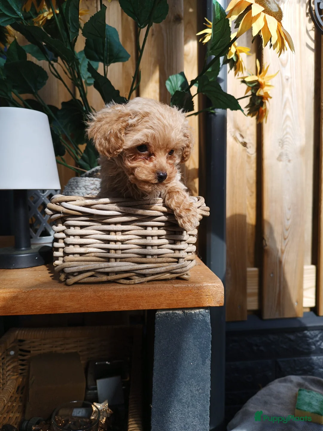 Poedel Toy honden te koop: Toypoedel pup - Advertentie 8