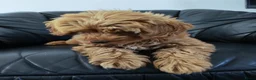 Cockapoo honden te koop: Cockapoo pup (Toy Poedel x Cocker Spaniël) - Advertentie 13