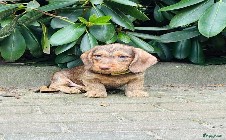 Ruwhaar Teckel honden - Advertentie 1