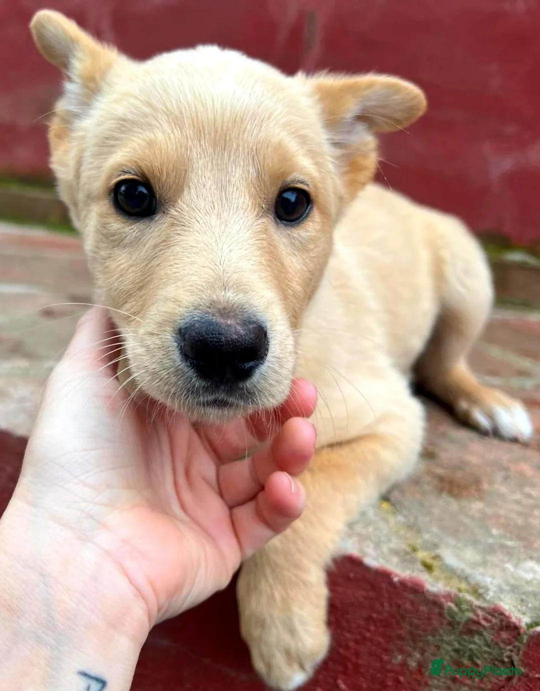 Kruising honden ter adoptie: teddy zoekt een warm mandje   - Advertentie 5