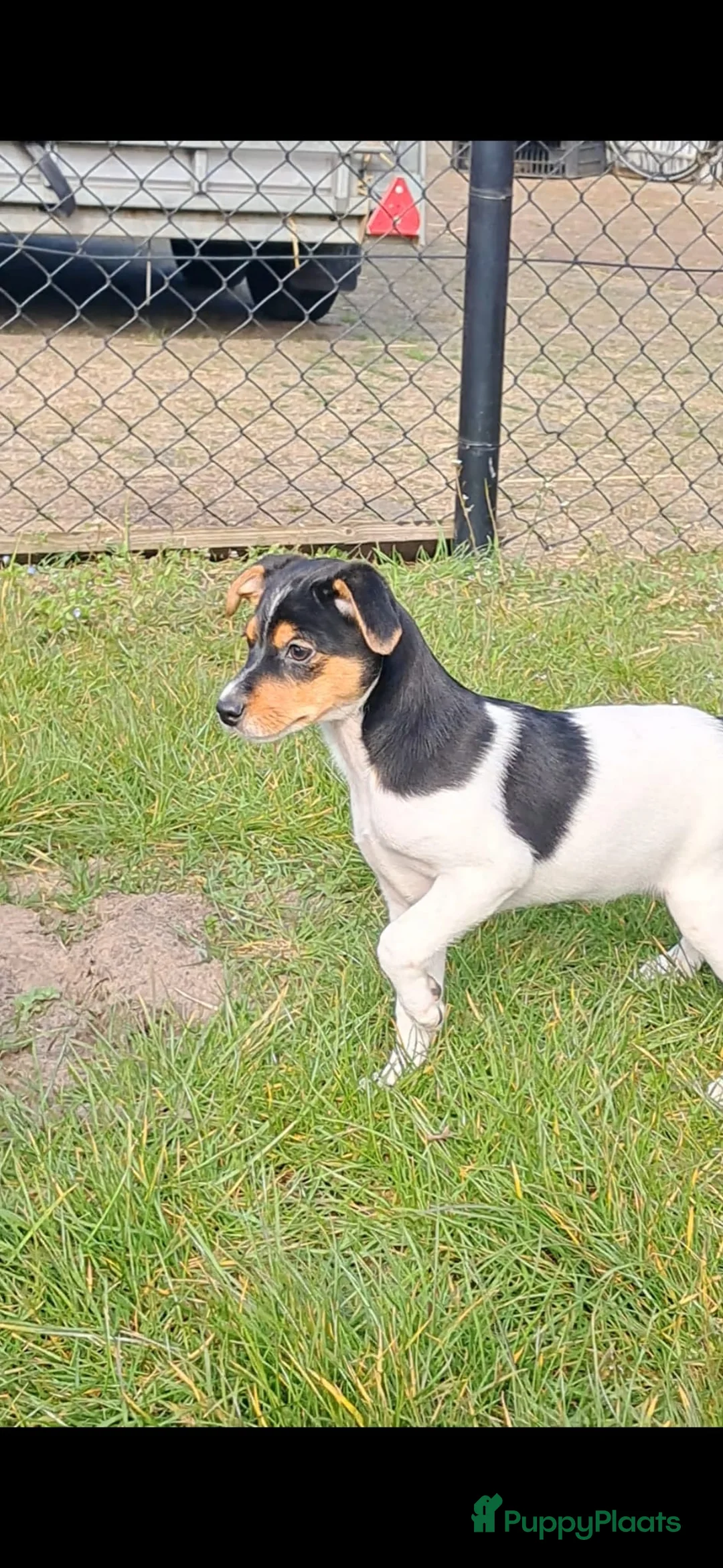 Foxhound honden te koop: 2 ondeugende boeren Fox pups - Advertentie 2