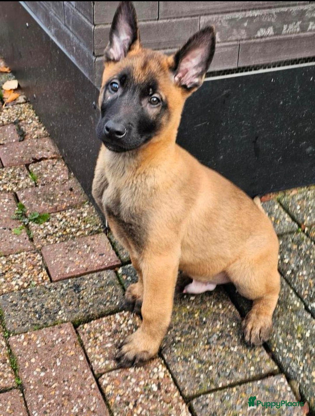 Kruising honden te koop: Mechelse x Hollandse herder - Advertentie 5