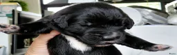 Kruising honden te koop: Prachtige Newfoundlander pups - Advertentie 4