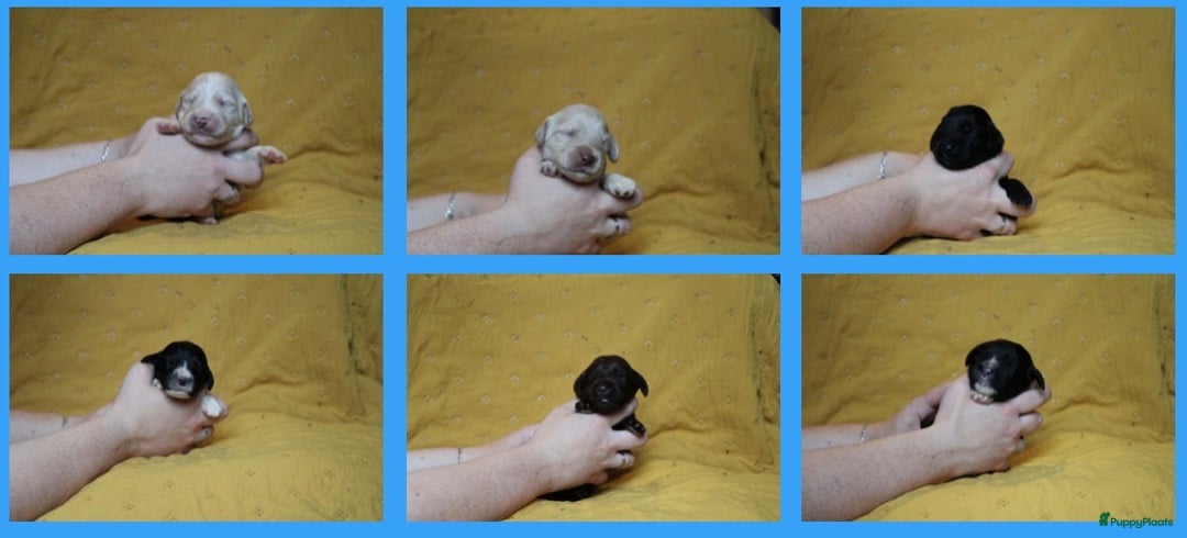 Barbet honden te koop: Barbet puppy’s geboren - Advertentie 21