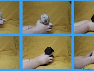 Barbet honden Barbet puppy’s geboren - Advertentie 13