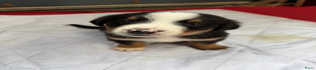Milo