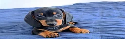 Teckel (korthaar)  honden te koop: Teckel pupp - Advertentie 2