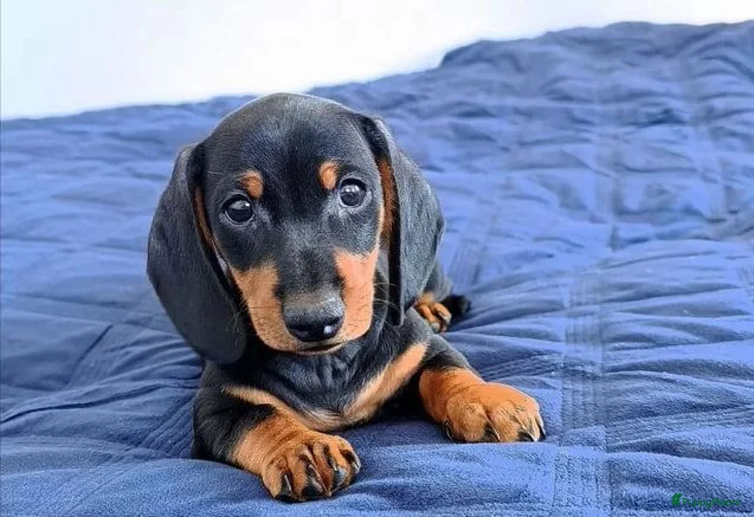 Teckel (korthaar)  honden te koop: Teckel pupp - Advertentie 2