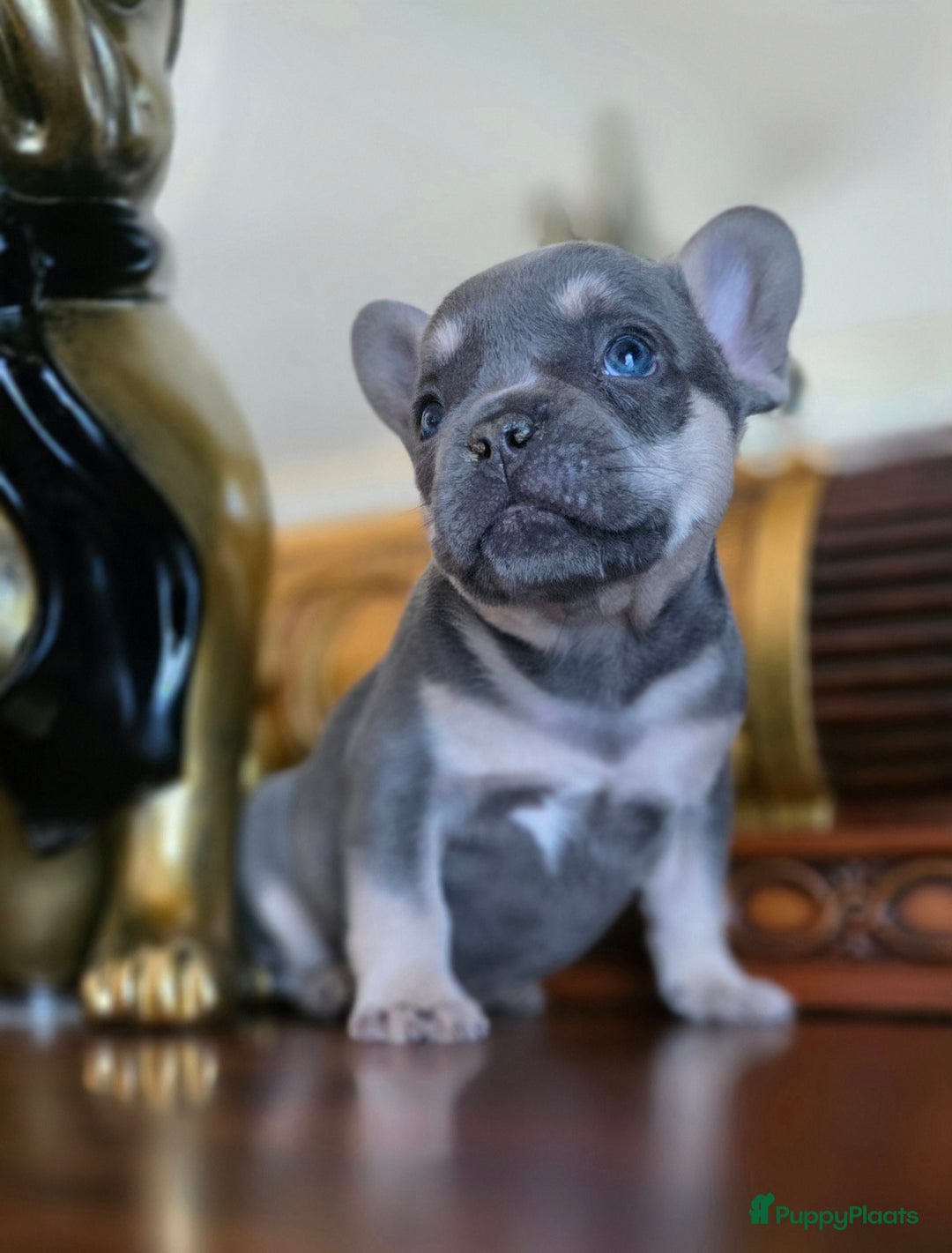 Franse Bulldog honden te koop: Super knappe, raszuivere franse bulldog pups - Advertentie 4