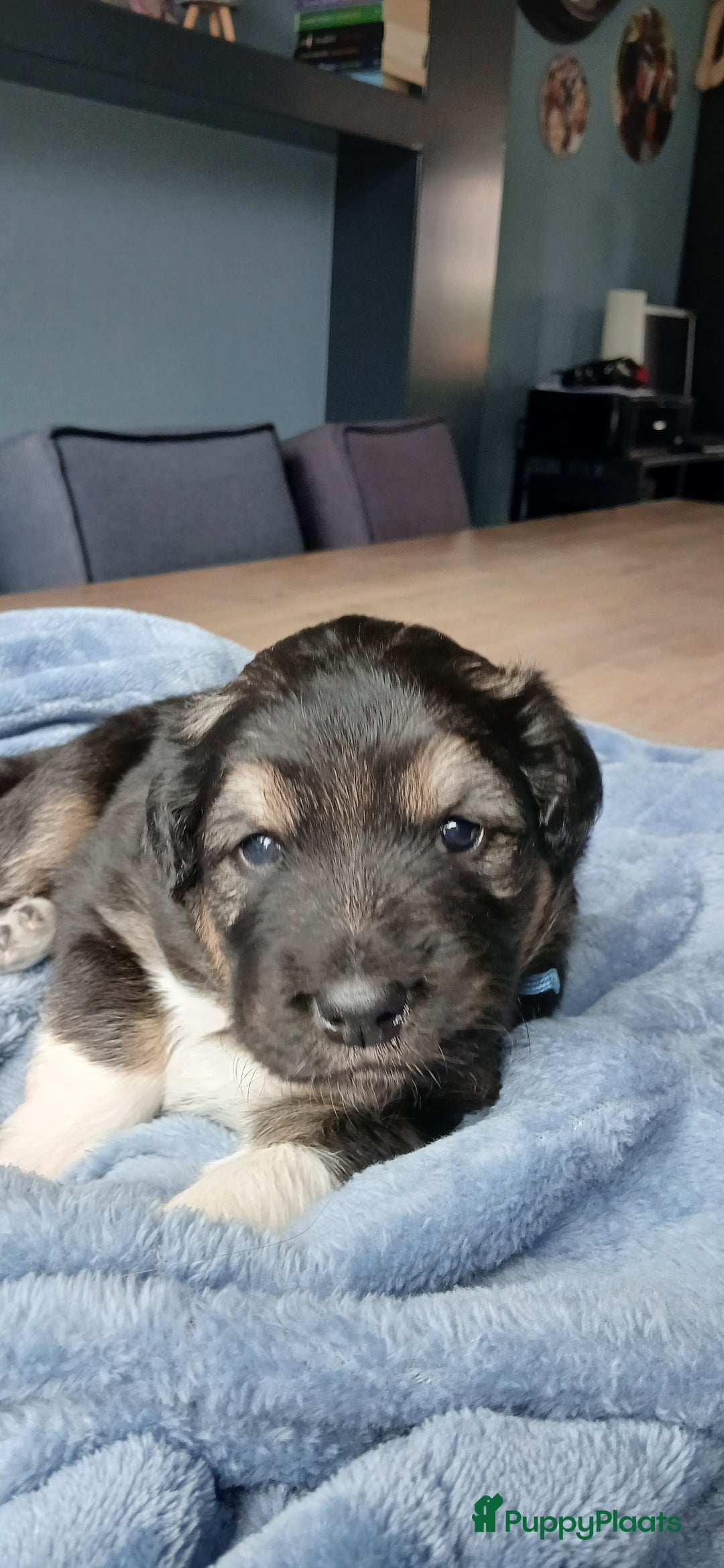 Kruising honden te koop: Prachtige pups husky/golden retriever/collie  - Advertentie 3