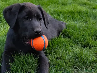 Labrador Retriever honden Labrador Retriever pups - Advertentie 3