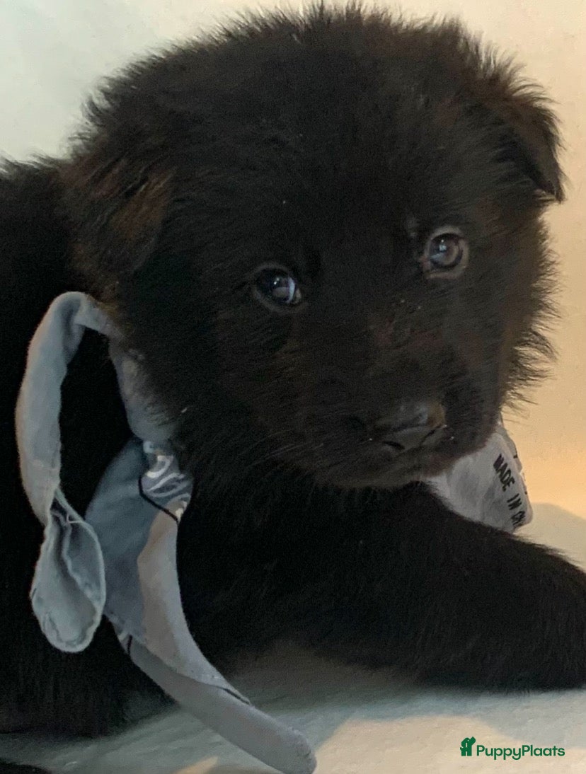 Duitse Herder honden Duitse herder pup reu beschikbaar. - Advertentie 12