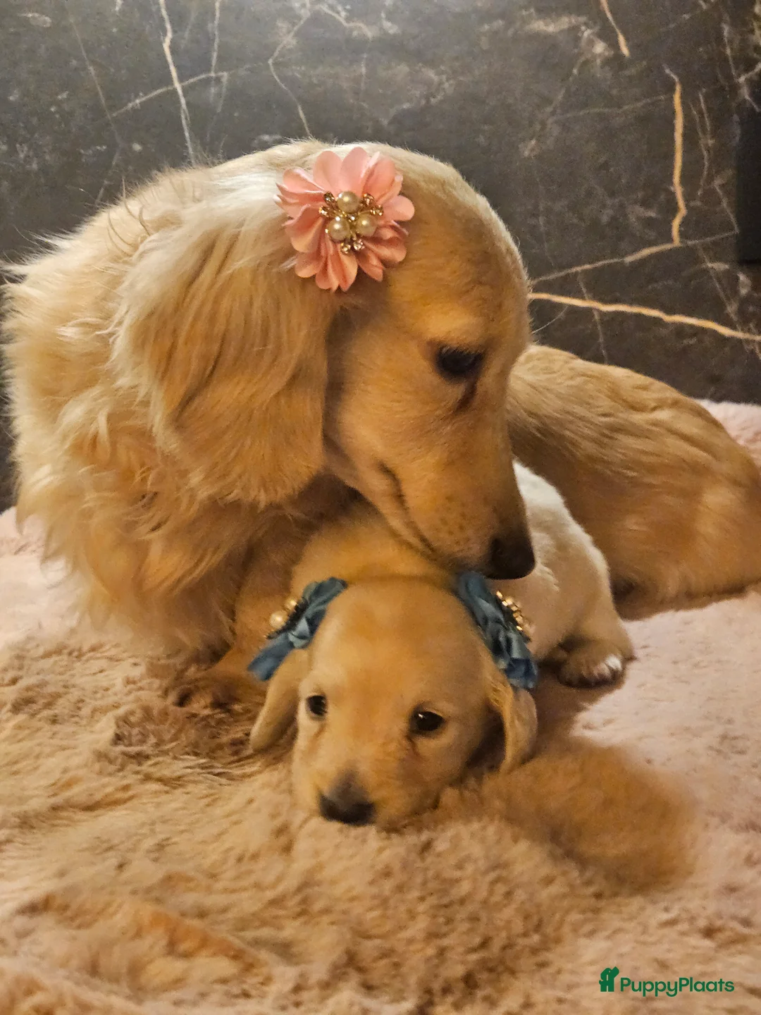 Teckel (langhaar) honden te koop: Schitterende licht blonde kleine teckel pupjes  - Advertentie 1