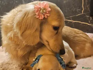 Teckel (langhaar) honden Schitterende licht blonde kleine teckel pupjes - Advertentie 9