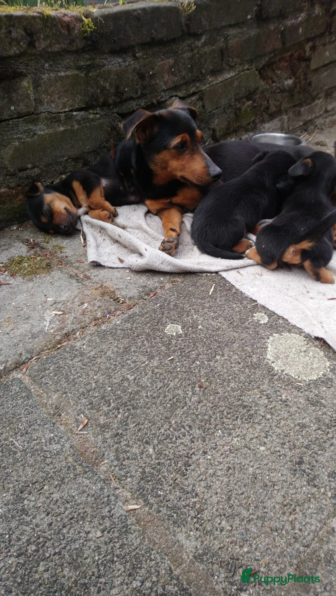 Jack Russel Terriër honden te koop: Jack Russell black en tan - Advertentie 2