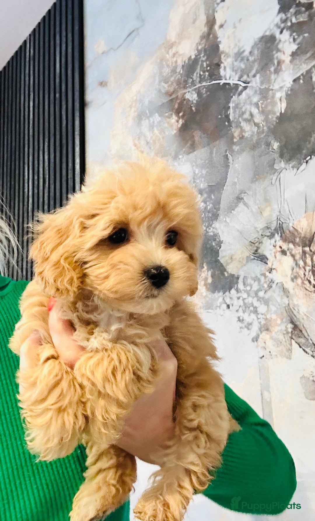 Maltipoo honden te koop: Bijzonder mooie maltipoo pups kunnen bijna weg - Advertentie 16