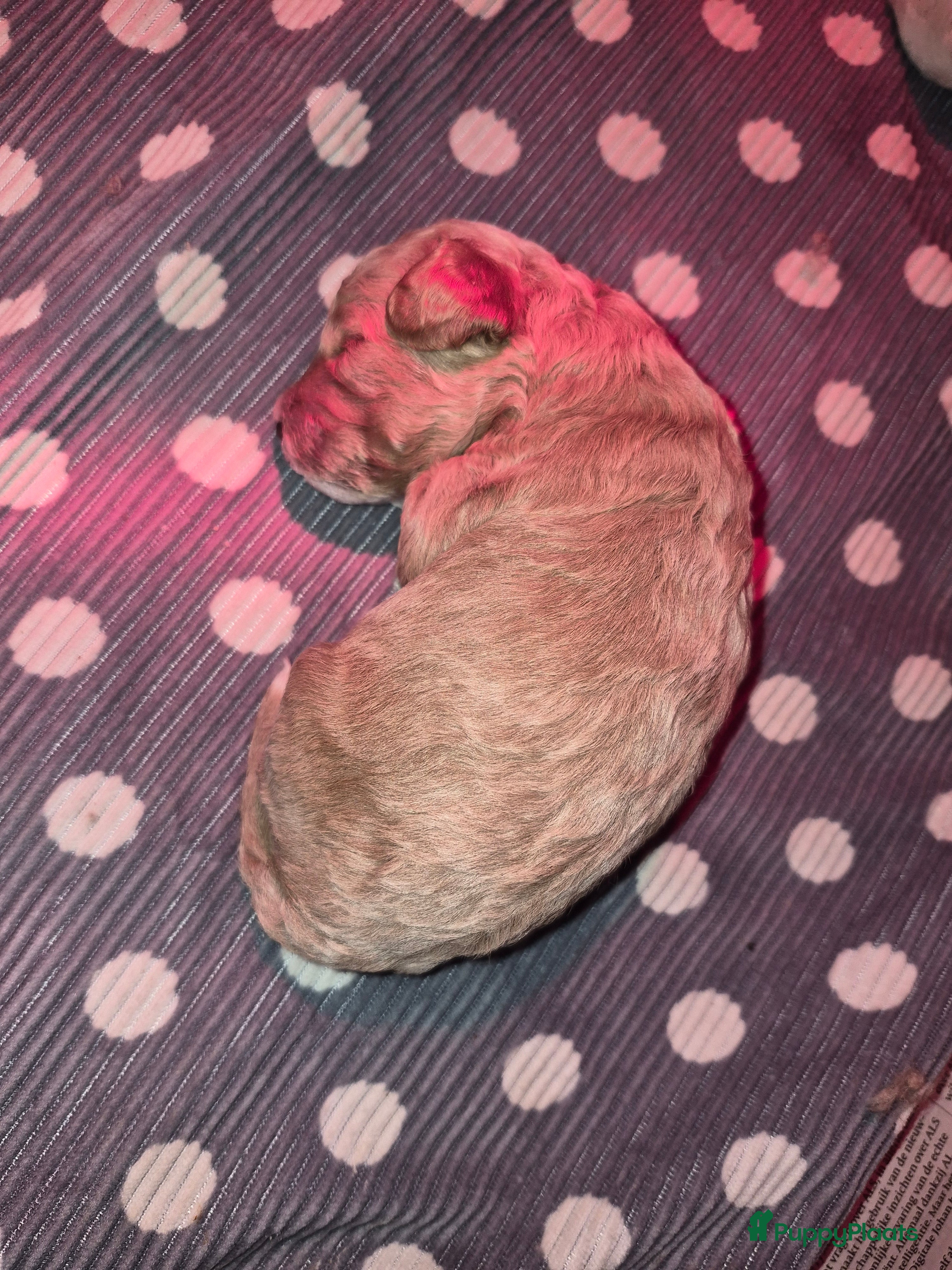 Maltipoo honden Maltipoo reu - Advertentie 2