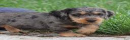 Ruwhaar Teckel honden te koop: Teckel pups ruwhaar - Advertentie 12