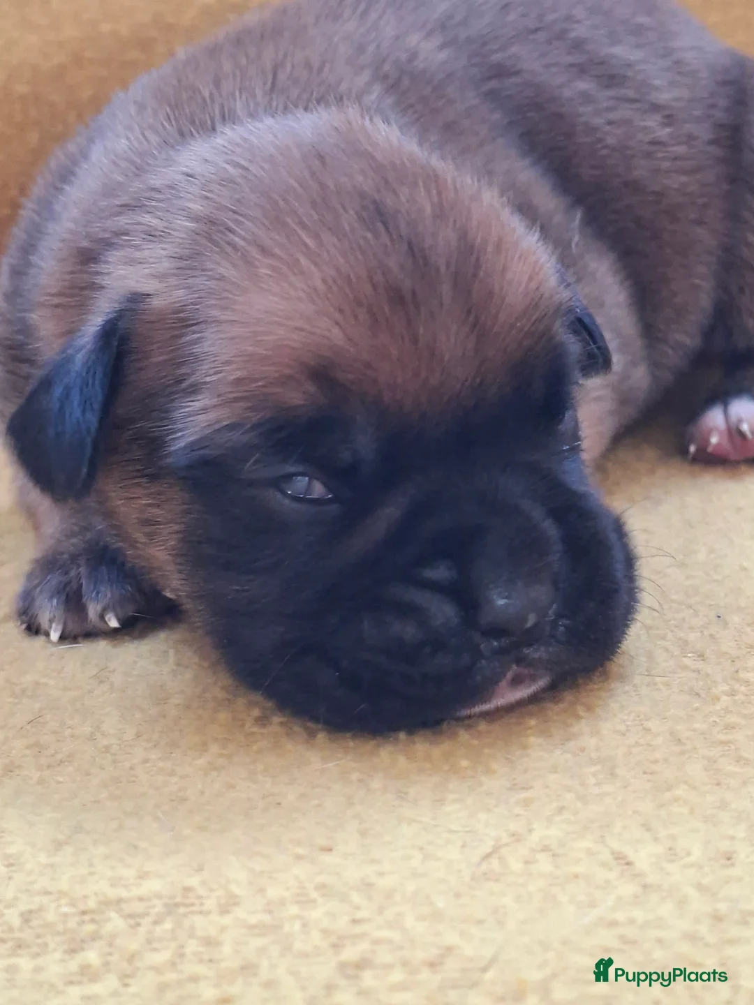 Boxer honden te koop: Boxer puppy's  - Advertentie 5