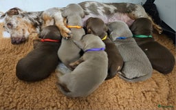 Teckel (korthaar)  honden te koop: De allermooiste dwergteckel pupjes!! - Afbeelding 21