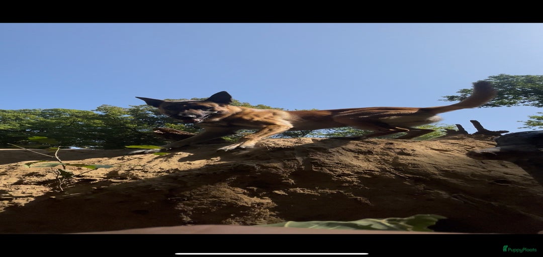 Galerij afbeelding {{count}}