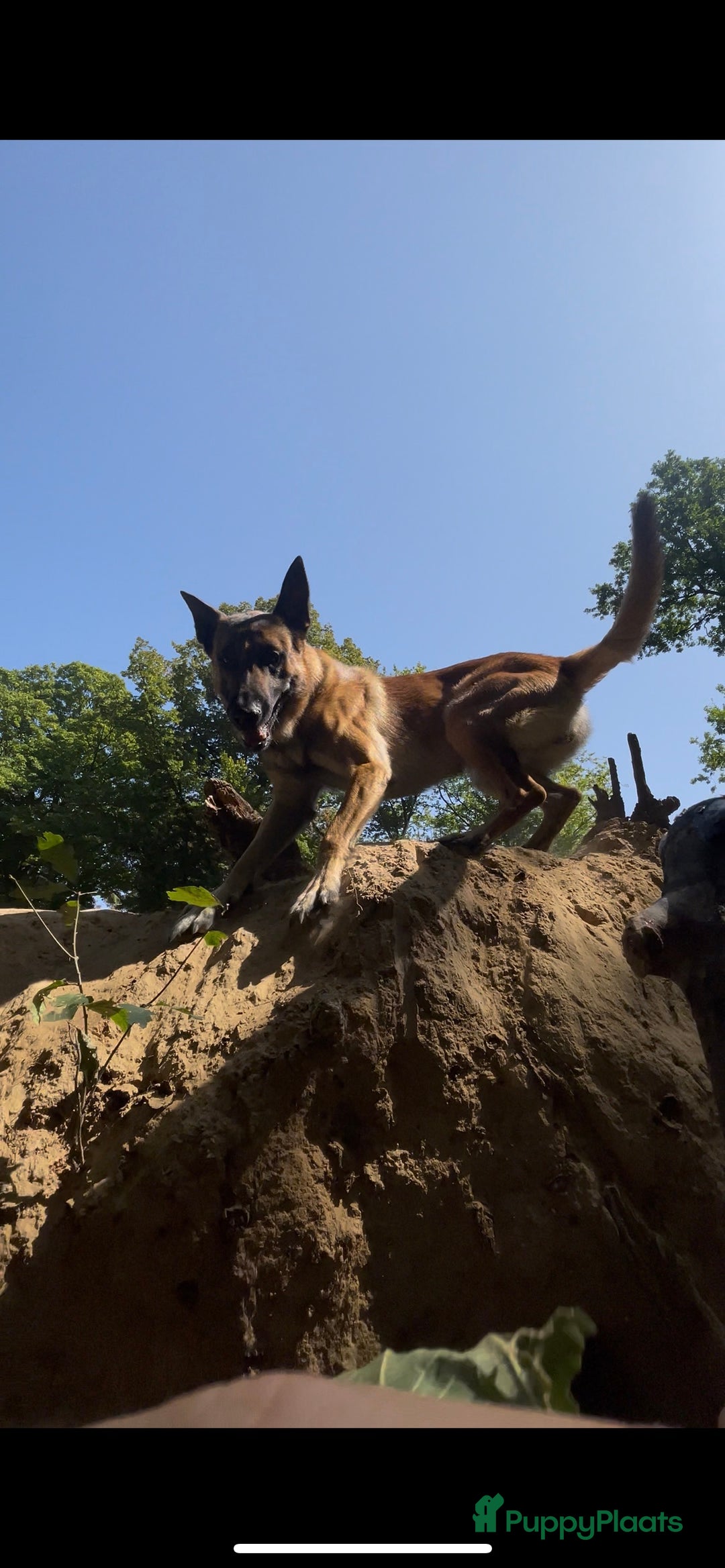 Galerij afbeelding {{count}}