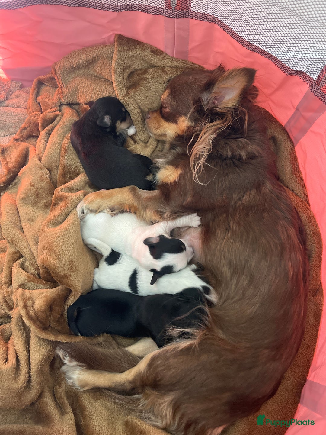 Kruising honden te koop: Chihuahua kruising pups - Advertentie 8