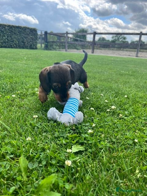 Ruwhaar Teckel honden Kaninchen Dwergteckel reutje Ruwhaar met stamboom - Advertentie 2