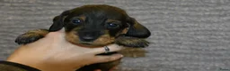 Ruwhaar Teckel honden te koop: Ruwhaar Dwerg/Kaninchen teckel pups met stamboom. - Advertentie 12