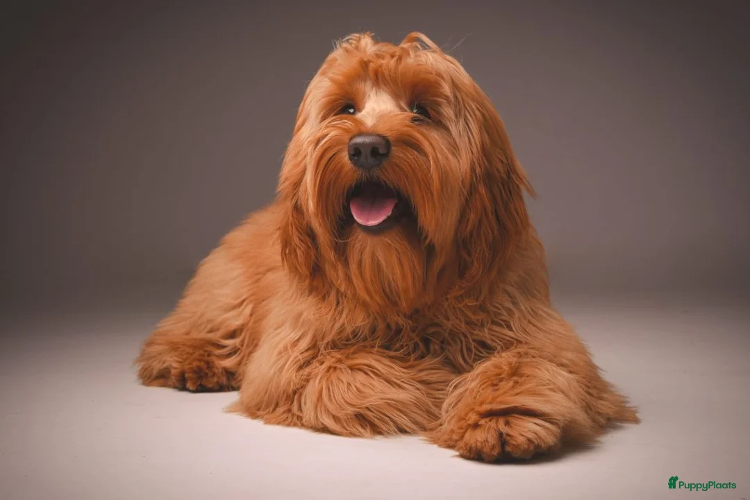 Australian Labradoodle honden te koop: Te koop Australië labradoodle met stamboom - Advertentie 3