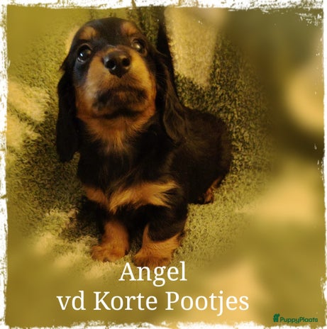 Teckel (langhaar) honden Nog 1 Prachtig Langhaar Dwergteckeltje - Advertentie 2