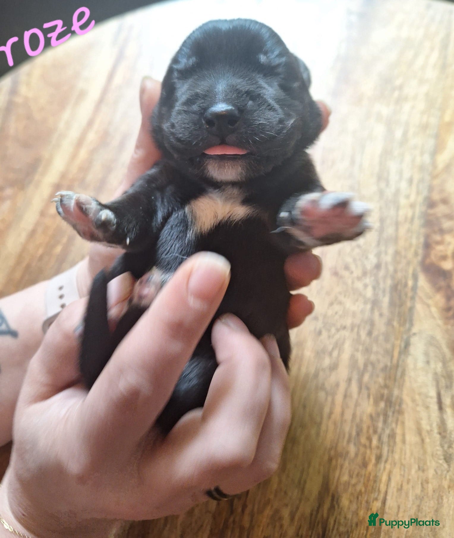 Kruising honden te koop: Labrakita pups (Labrador x Akita) Loyaal & speels - Advertentie 32