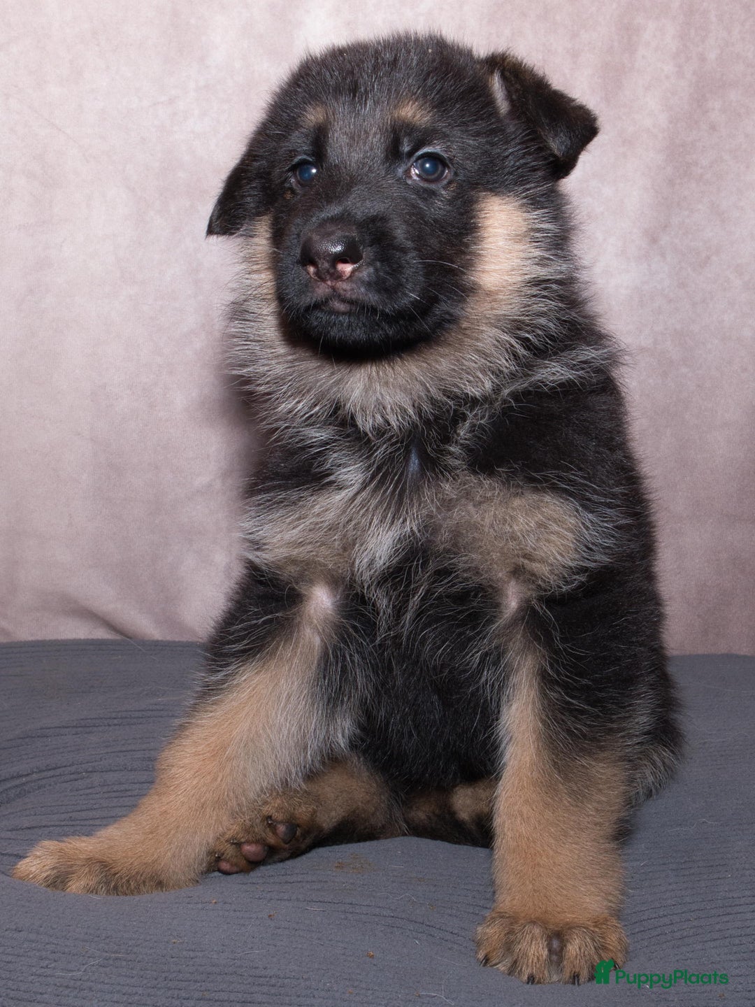 Duitse Herder honden te koop: 🐾 Duitse Herder Pup te Koop  🐾 - Afbeelding 12